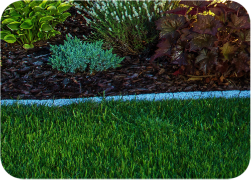 dividing line between the garden bed and the lawn