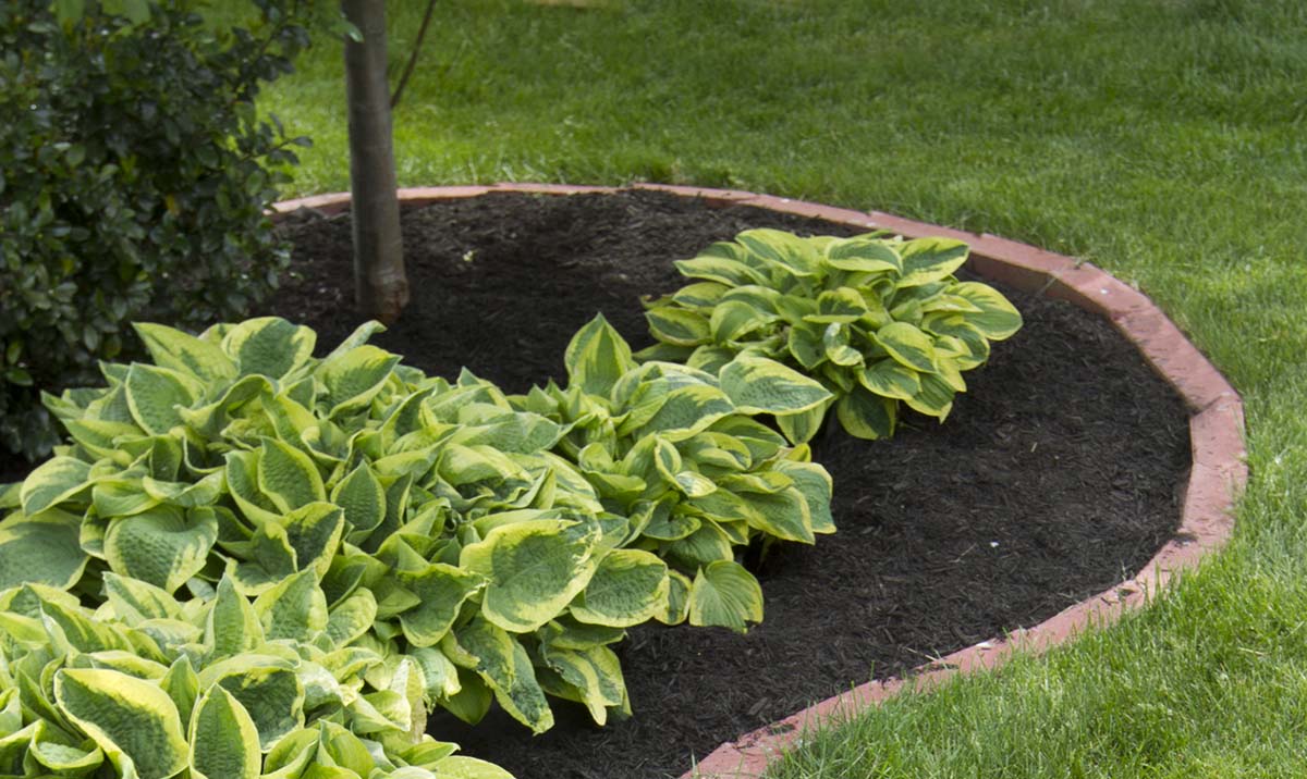 Weed Matting Secrets How to use Landscaping Fabric?