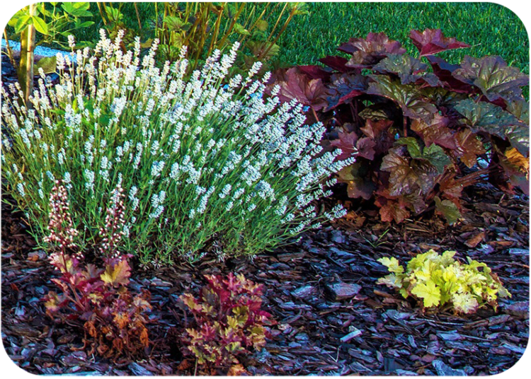 different color plants that work together