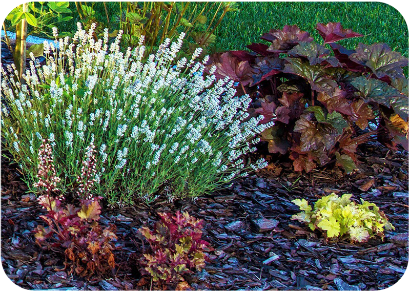 different color plants that work together