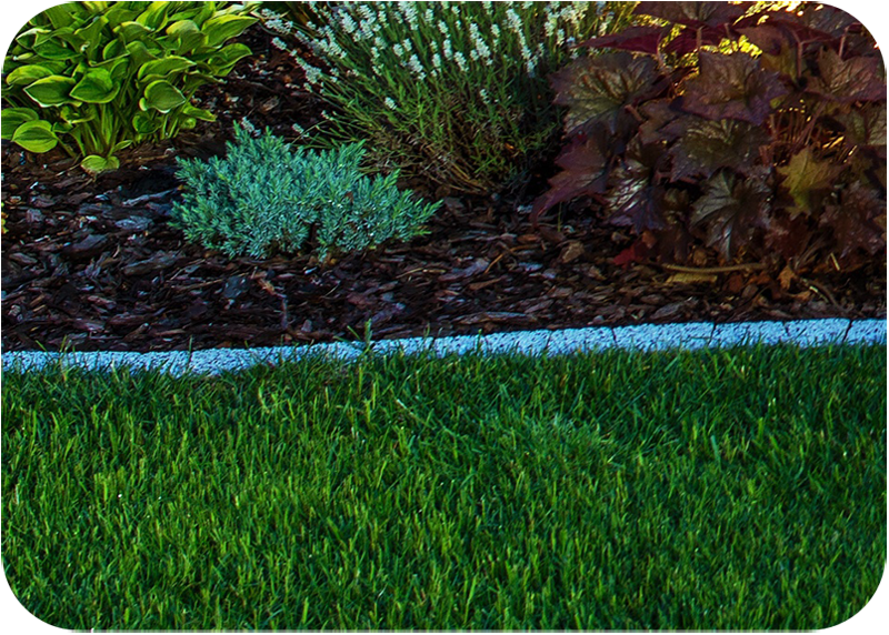 dividing line between the garden bed and the lawn