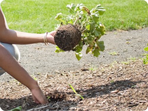 Digging a hole and planting in a garden bed