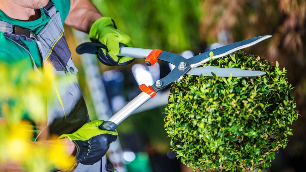 trimming small evergreens