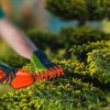 pruning small evergreen trees