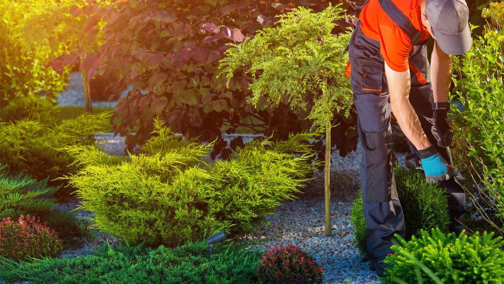 landscaping with small trees