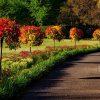 small trees used for landscaping