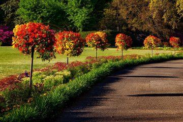 small trees used for landscaping