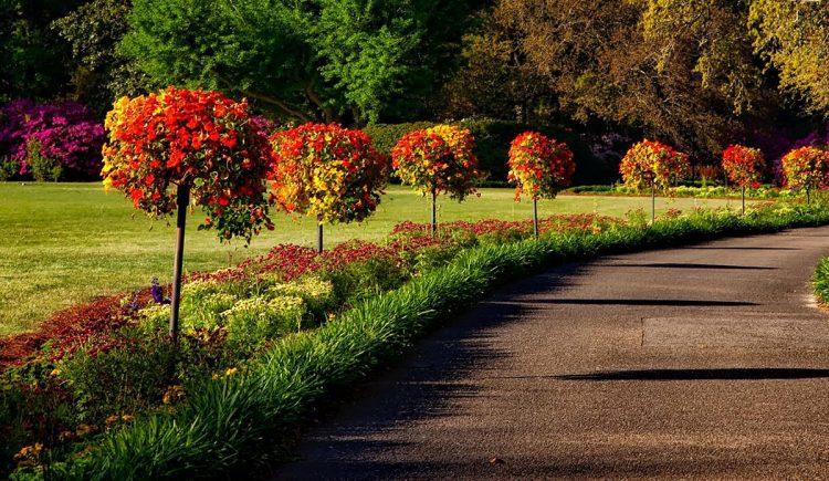 small trees used for landscaping