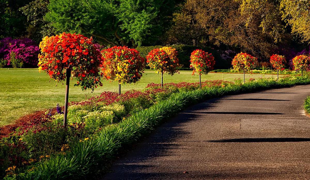 Small Trees for Landscaping With Homelife Ambition