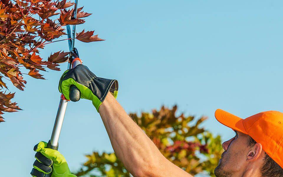 tree pruning higher up