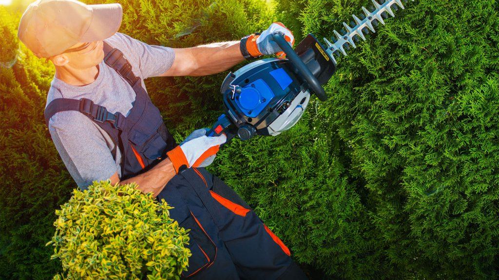 trimming the trees